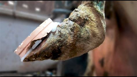 Trembling In Pain This Cows Hoof Story Revisiting Cow 812 The