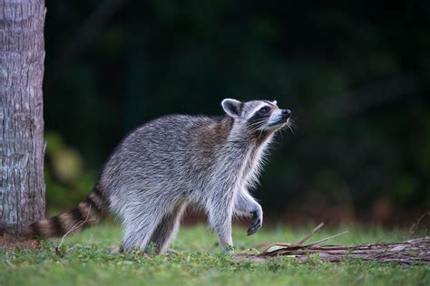 Raccoon Sean Crane Photography