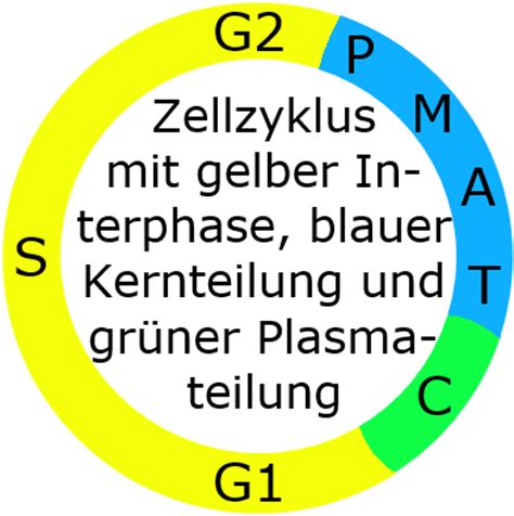 Beide phasen kannst du noch weiter unterteilen. Schulbuch-unabhängiger Lerntext Genetik für die gymnasiale ...