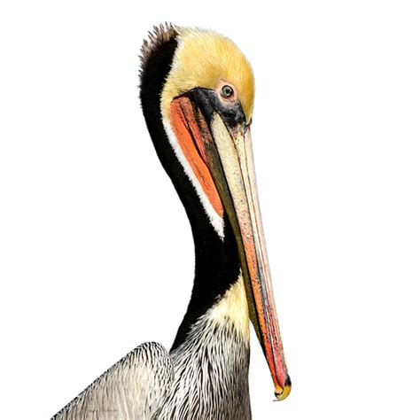 Pelican Products Beak Neck Animal Others Png Download 600600