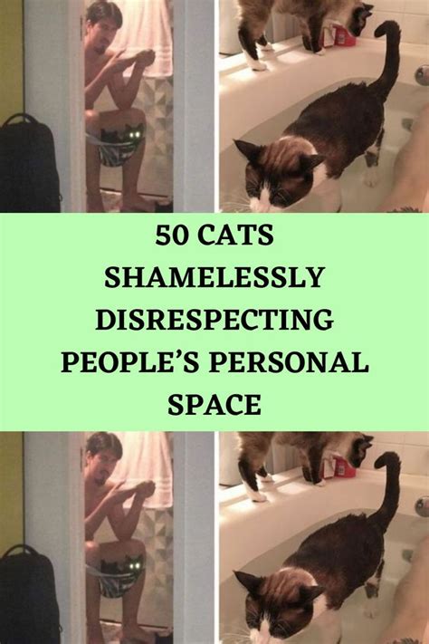 50 Cats Shamelessly Disrespecting Peoples Personal Space