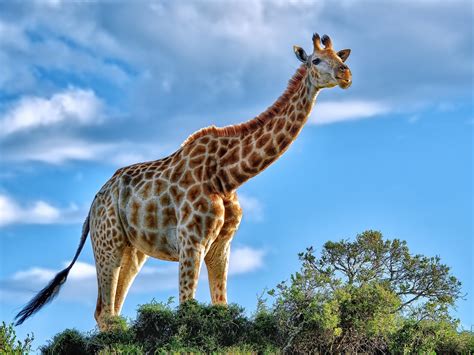 Fotografías De Tiernas Jirafas En La Selva De Tanzania