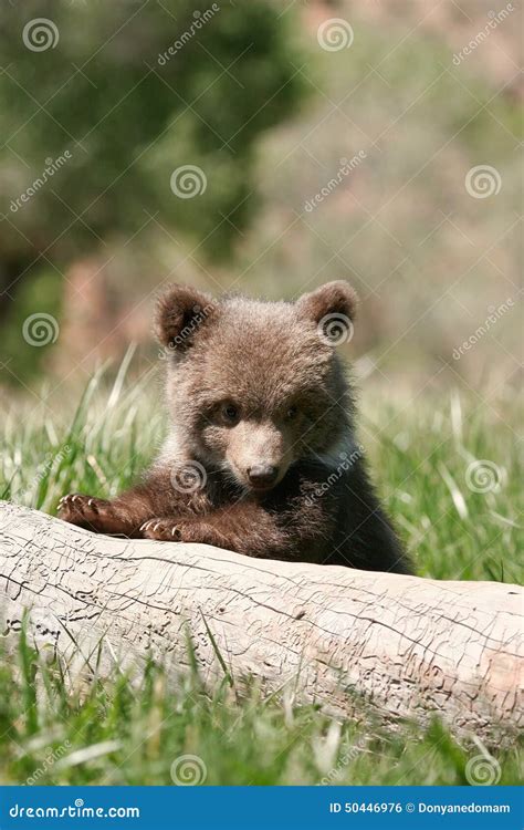 Grizzly Bear Cub Sitting On The Log Stock Photo Image Of North Wild