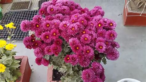 Chrysanthemum Plant Care How To Grow Supper Quality Chrysanthemum