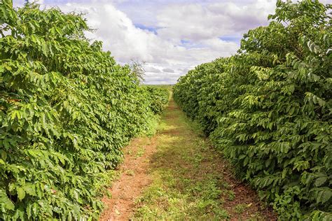 Download coffee plantation stock photos. Coffee plantation in Zambia Photograph by Marek Poplawski