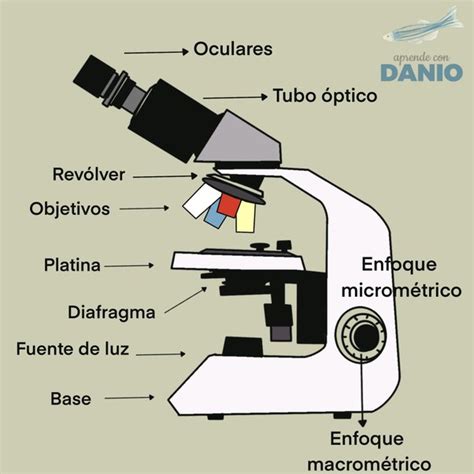 Partes De Un Microscopio Caracter Sticas Y Funcionamiento Meteorolog A En Red Vlr Eng Br