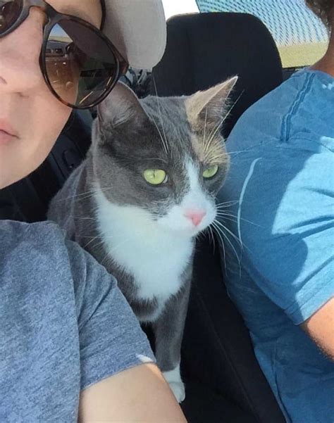 Grey Tuxedo Cat For Private Adoption Tampa Florida Adopt