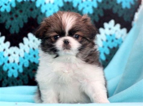 Puppy stork showcases adorable purebred & mixed breed puppies of all breeds & sizes. Japanese Chin Puppies For Sale | Puppy Adoption | Keystone ...