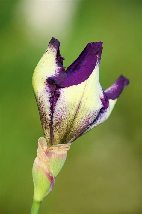 Iris Bud Stock Photo Image Of Background Stem Flower 15053948