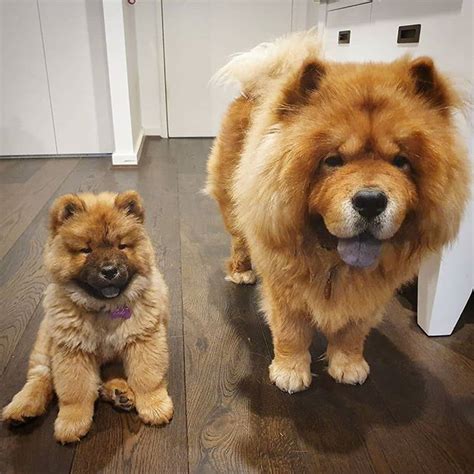 14 Interesting Facts About Chow Chows Petpress Chow Dog Breed Chow