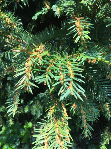 Tree Of The Week Part 8 Common Yew Tree Heritage