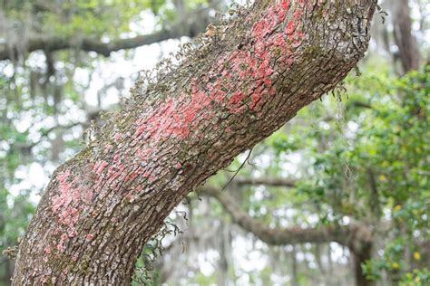 Live Oak Tree Disease Arborist Usa