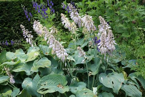 Picture And Description Of Hosta Blue Angel