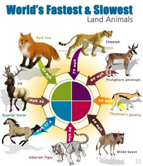 Worlds Fastest And Slowest Land Animals Funny Infografic