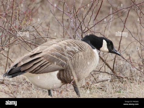 Canada Goose Standing In Front Of Briars Stock Photo Alamy