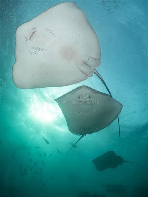 Stingrays Swimming In A Row Underwater Stock Image Image Of Ocean