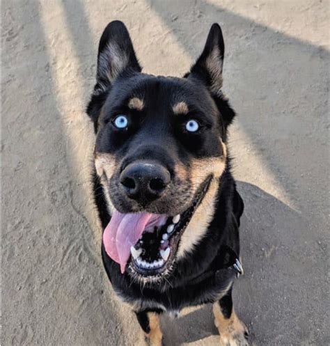 The rottweiler husky mix is a very energetic dog, since both of its parents are equally active. Husky Rottweiler Mix | A Dangerous Mix? Rottsky Breed Guide - My Happy Husky