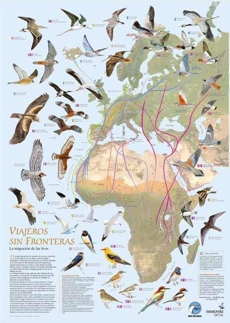 Migración De Las Aves Seobirdlife Migracion De Aves Aves