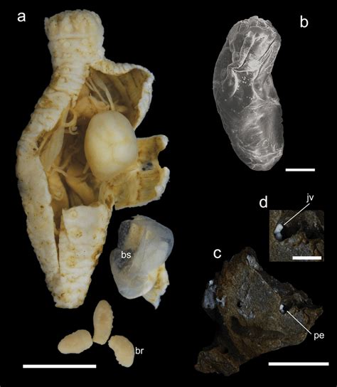 A Eviscerated P Perrieri Showing One Brooding Sac Filled With Brooded