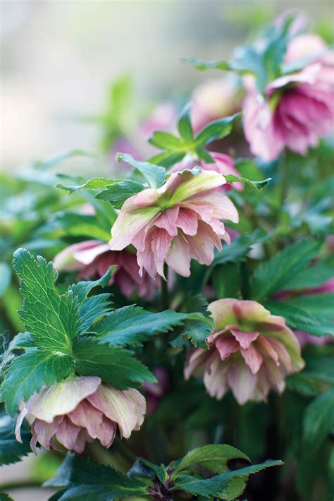 The Best Shade Loving Plants For Containers That Pop