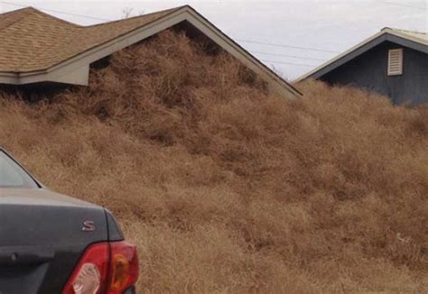 tumbleweed invasion traps residents in their homes