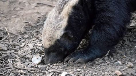 What Do Honey Badgers Eat Complete List And Faq