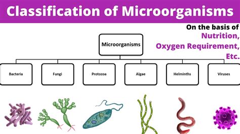 Classification Of Microorganisms Microbiology Types Bsc Gnm