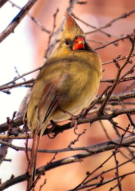 Female Cardinal Bird Perched On Tree Branches Stock Photo Image Of