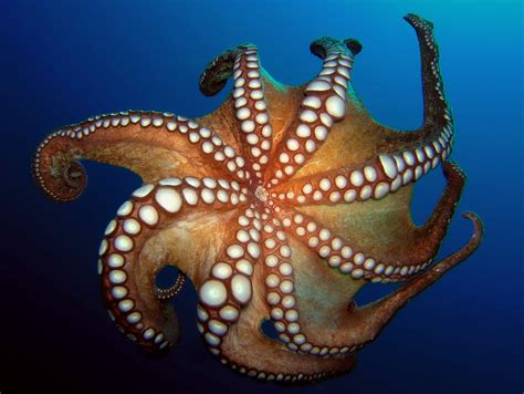 Octopus Vulgaris Common Octopus Közönséges Polip Flickr