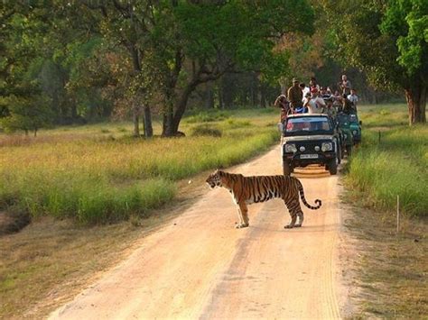Kanha National Park Travel And Tourism India Travel Wildlife Tour