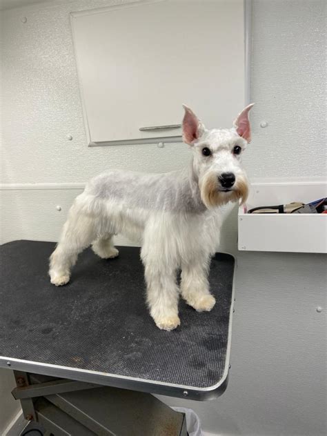 @ceeceeandgiannisworld love miami's pet grooming and mobile pet grooming! Mobile Pet Grooming Miami | Mobile Dog Grooming ...