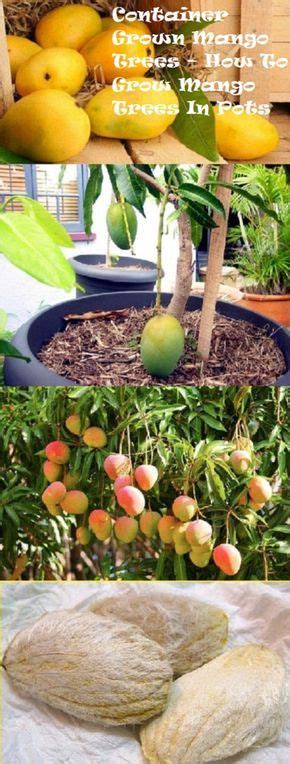 How to grow mango tree in pot growing trees containers glenn mango trees for fastgrowingtrees how to grow mango tree growing in pots plant how to grow mango from seed easy method empress of dirt how to grow mango tree growing in pots plant growing a mango tree indoors gardening info online medium. Container Grown Mango Trees - How To Grow Mango Trees In ...
