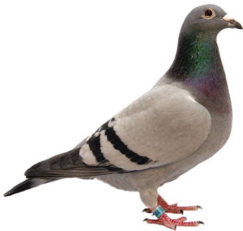 Rock Dove Png Free File Download Png Play