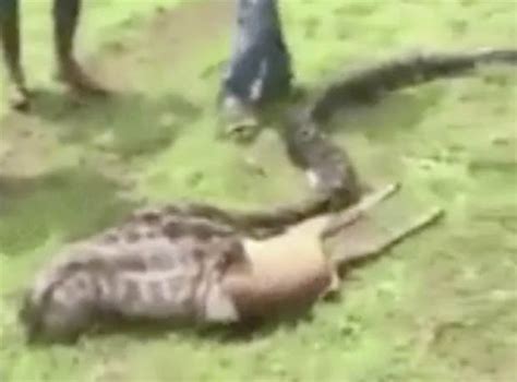 python ‘swallows whole deer in just ten seconds as people watch daily star