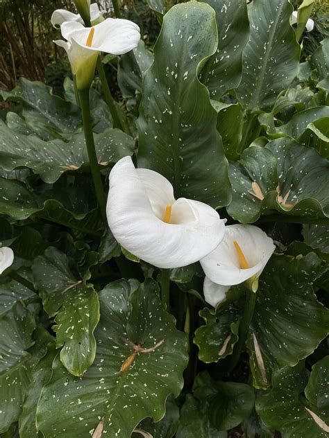Zantedeschia Hercules White Giant Calla Lily Very Rare 9cm Plants Ebay