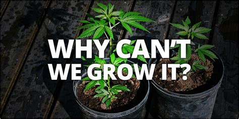 Why Is It Legal To Use Weed But Illegal To Grow Your Own Herb