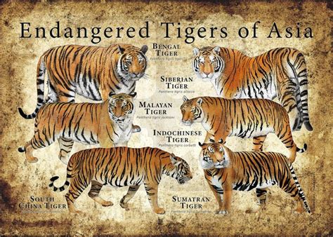 Endangered Tigers Of Asia Poster Endangered Tigers Tiger Malayan Tiger