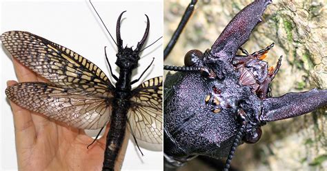Worlds Largest Flying Insect Discovered Eight Inches Wide With