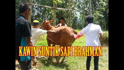 KAWIN SUNTIK SAPI CARANYA BEGINI - YouTube