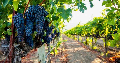 Napa Valley Vineyards And Wineries Attracting Big Wine Companies