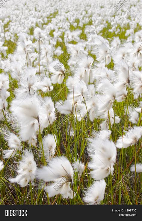 Cotton Grass Image And Photo Free Trial Bigstock