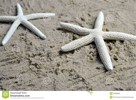 Two Starfish On A Sandy Beach Stock Image Image Of Natural Bivalve