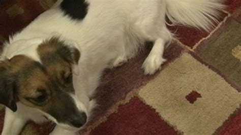 Please see your vet if you notice any limping or suspicious swelling in your dog's legs. Dog Detects Colorectal Cancer Better Than Standard ...
