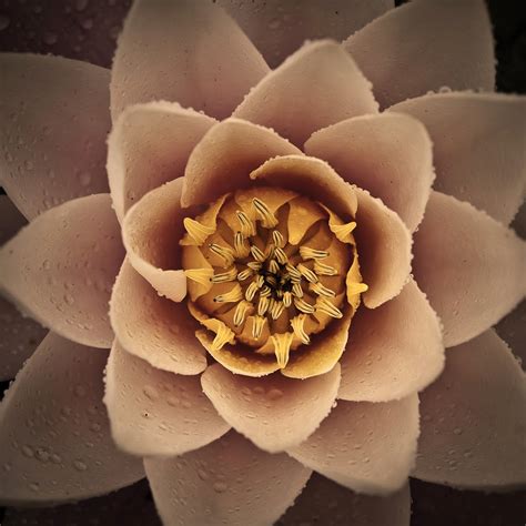 Cinemax is an american premium cable and satellite television network owned by the home box office, inc. High Resolution Flower Themes || Background, Frame ...