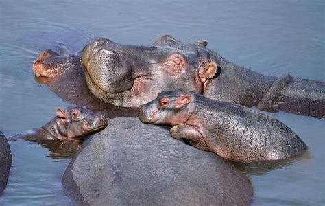 Hippo Happiness Cute Animals