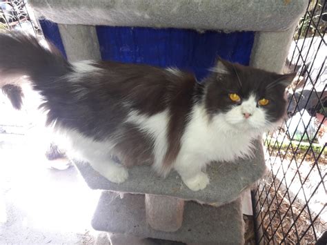 He will allow you to stroke him once he gets to know you. Ragamuffin Cats For Sale | Modesto, CA #277446 | Petzlover