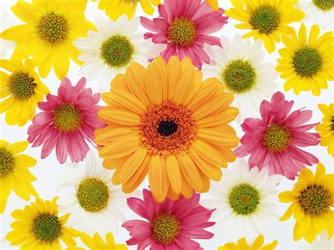 We have an extensive collection of amazing background images carefully chosen by our community. Flower Background Wallpaper | Desktop Wallpapers