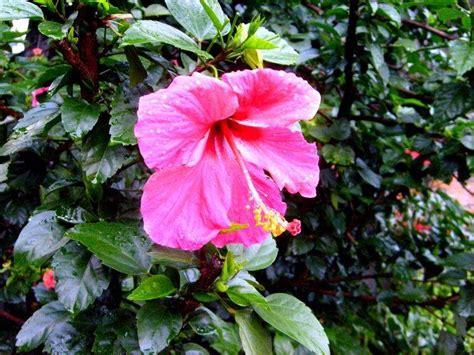 Nature Flowers Hibiscus Pink Flowers Wallpapers Hd Desktop And
