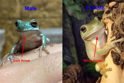 White Tree Frog Gender How To Tell Male Or Female