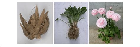 Plant Phenological Phases In Ranunculus Asiaticus L Pre Planting